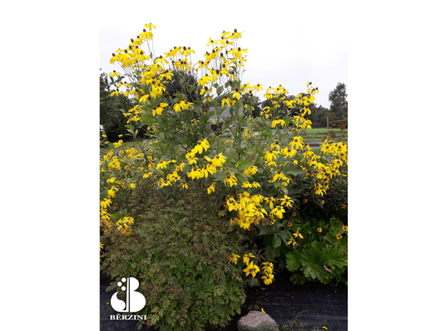 Rudbeckia laciniata   'Herbstsonne'